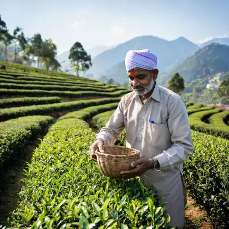 Rajkhowa Borthakur grandfather who founded AssamSip tea garden in nineteen eighty seven with twelve hectares near Brahmaputra river in Dibrugarh Assam